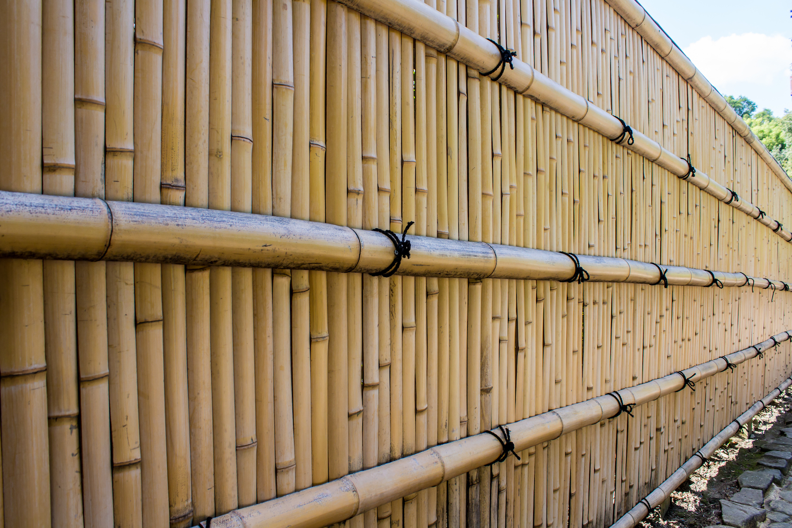 verkiezing hier Druipend Bamboe afsluiting rond je tuin? Waarop moet je letten?